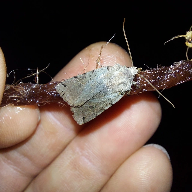 Anchoscelis litura - tarka őszibagoly