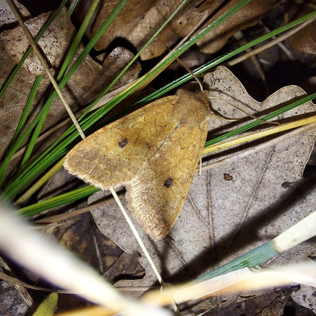 Sunira circellaris - okkersárga őszibagoly