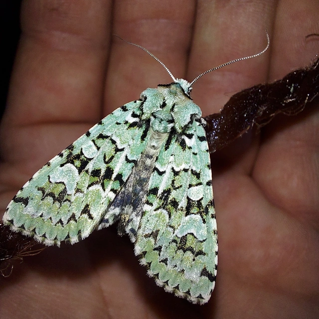 Griposia aprilina - őszi zöldbagoly