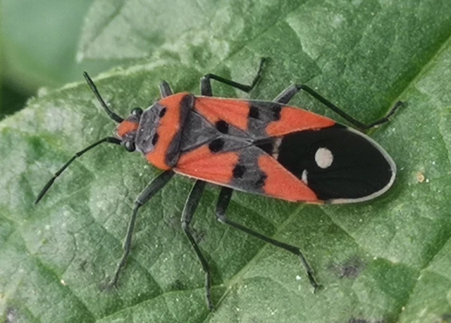 Lygaeus equestris/simulans