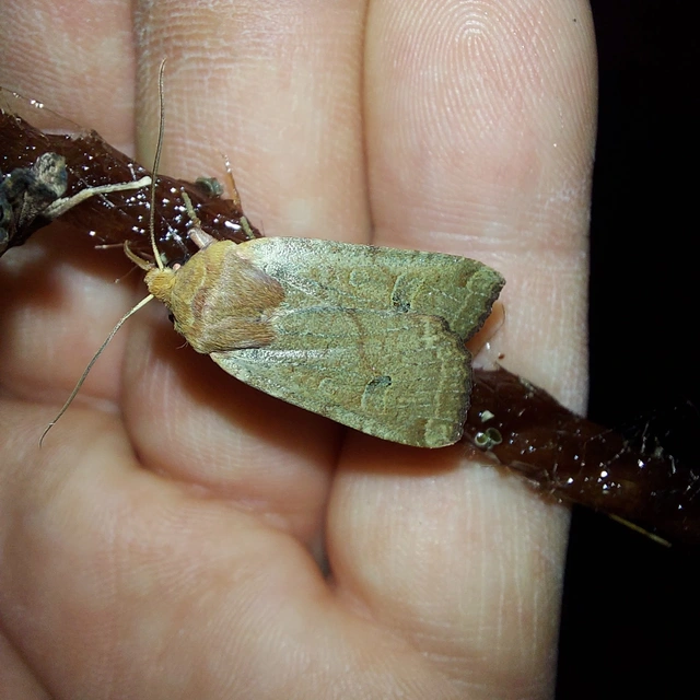 Conistra erythrocephala - vörösfejű őszibagoly