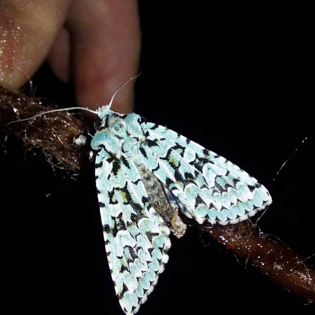 Griposia aprilina - őszi zöldbagoly