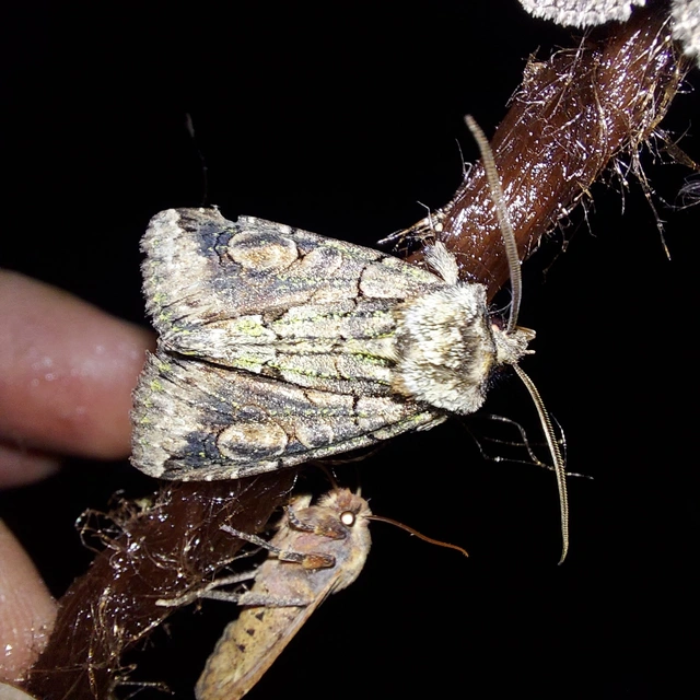 Allophyes oxyacanthae - galagonyabagoly