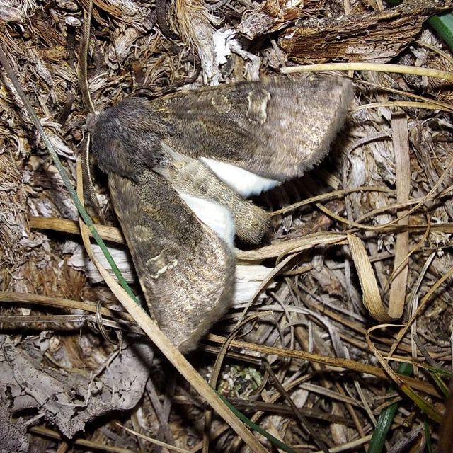 Aporophyla lutulenta - sziki őszibagoly