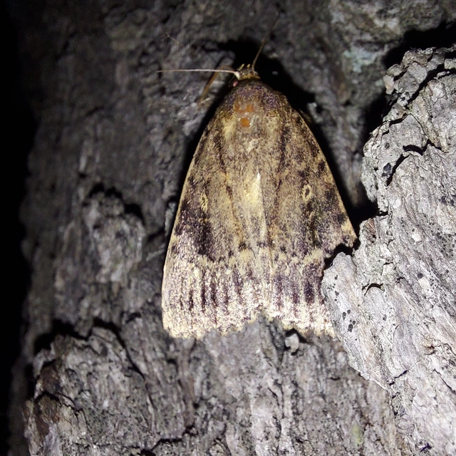 Amphipyra berbera/pyramidea