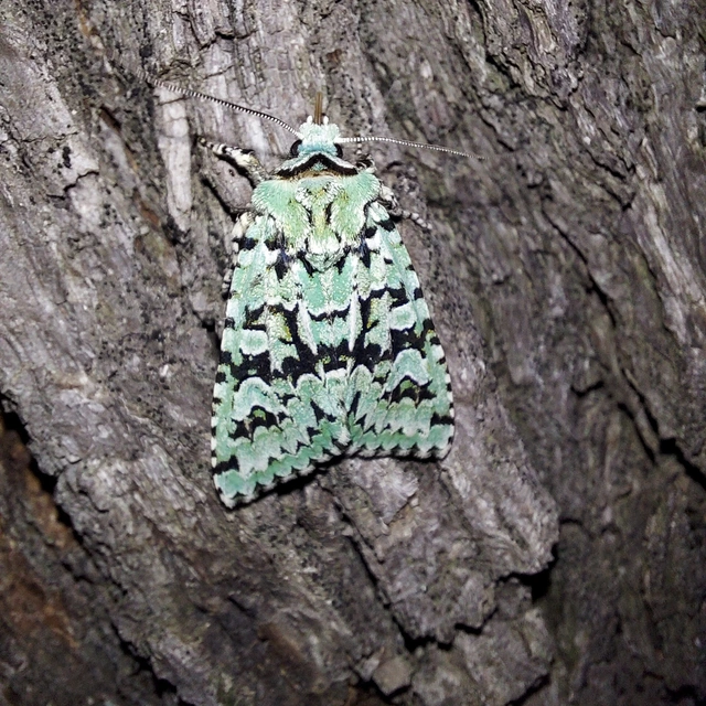 Griposia aprilina - őszi zöldbagoly