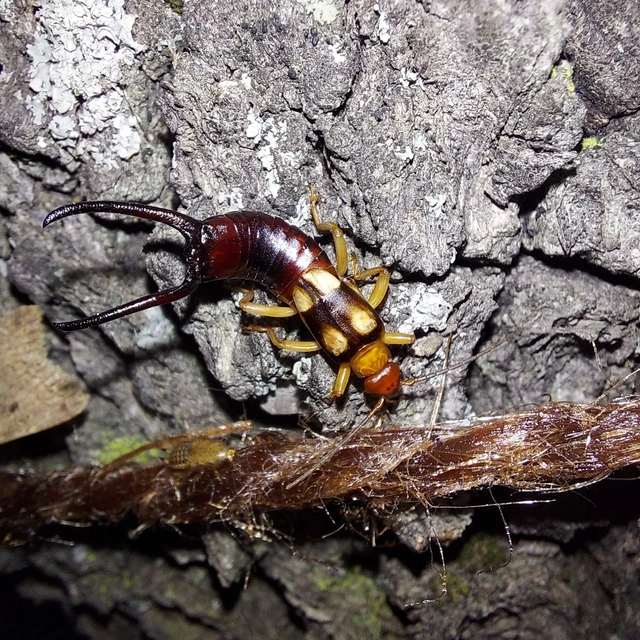 Forficula smyrnensis - szmirnai fülbemászó