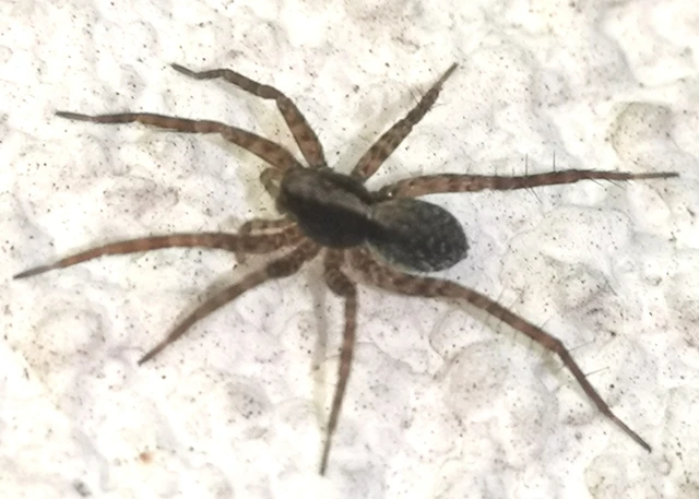 Pardosa