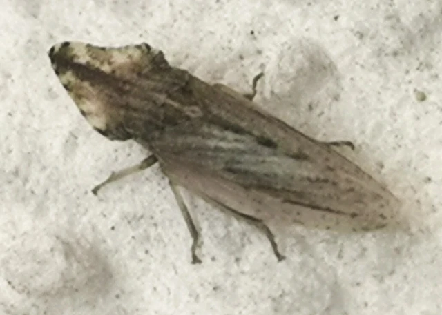 Eupelix cuspidata