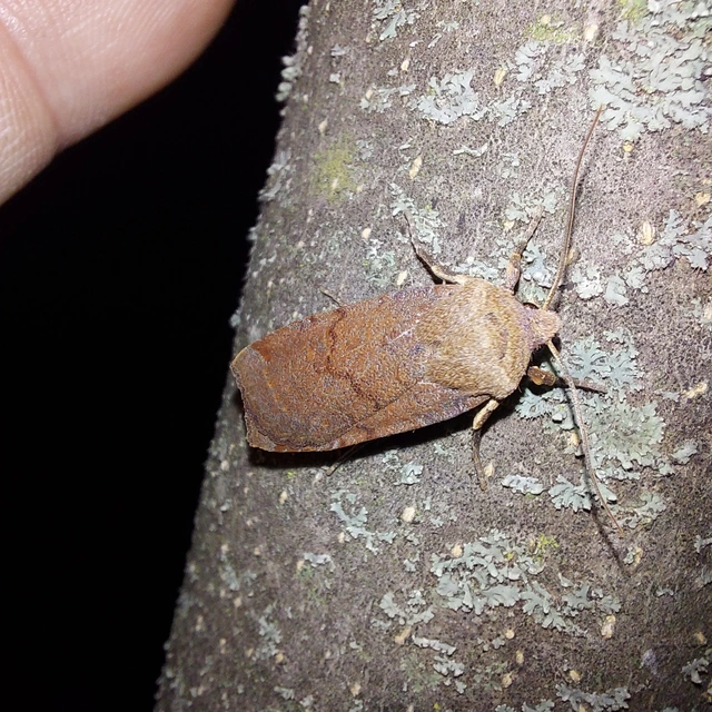 Conistra veronicae - veronika-őszibagoly