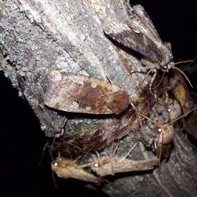Conistra erythrocephala - vörösfejű őszibagoly