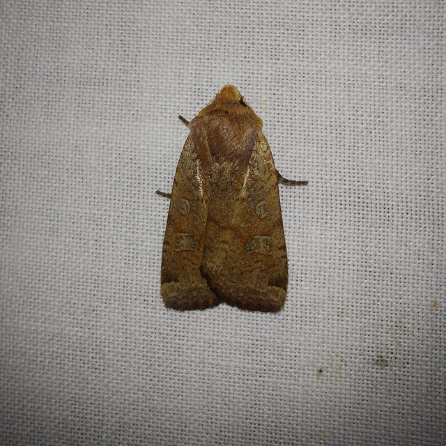 Conistra erythrocephala - vörösfejű őszibagoly