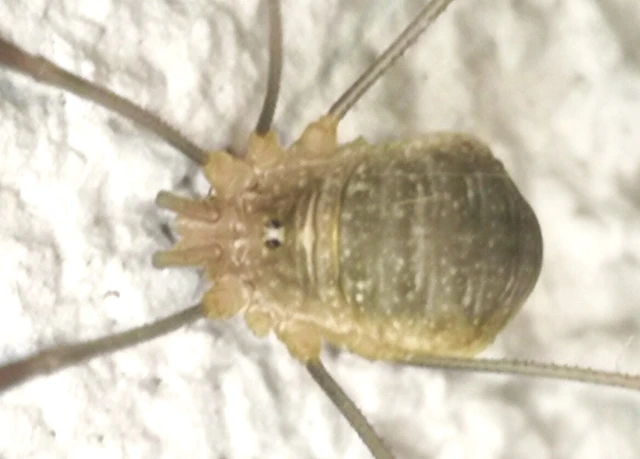 Opiliones - Kaszáspókok