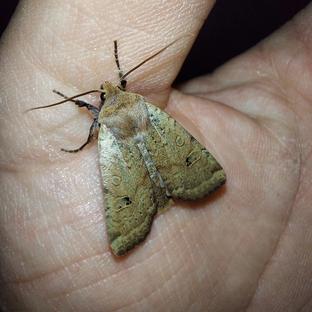 Conistra erythrocephala - vörösfejű őszibagoly