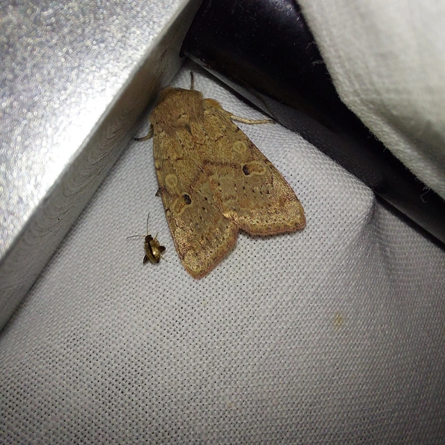 Propenistra laevis - könnyű őszibagoly