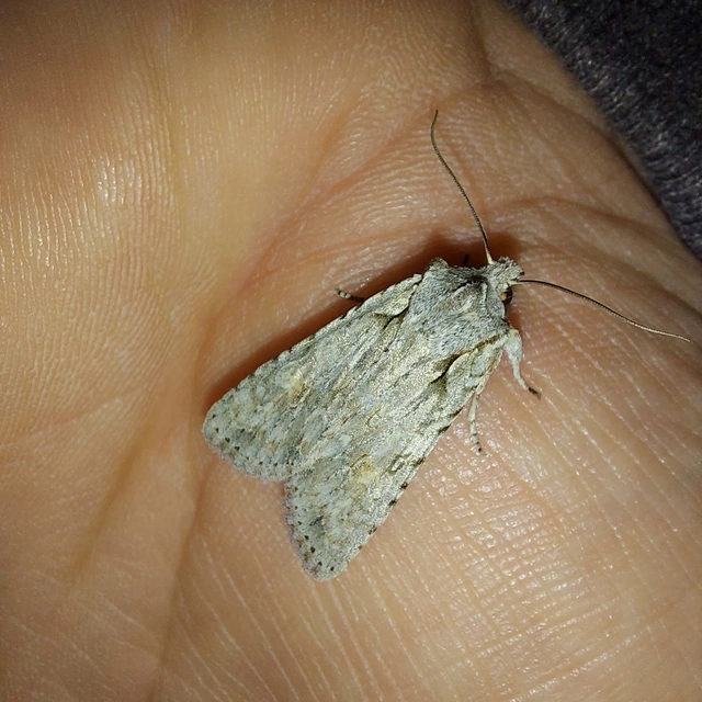 Lithophane ornitopus - közönséges fabagoly