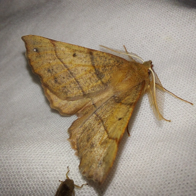 Colotois pennaria - tollascsápú araszoló