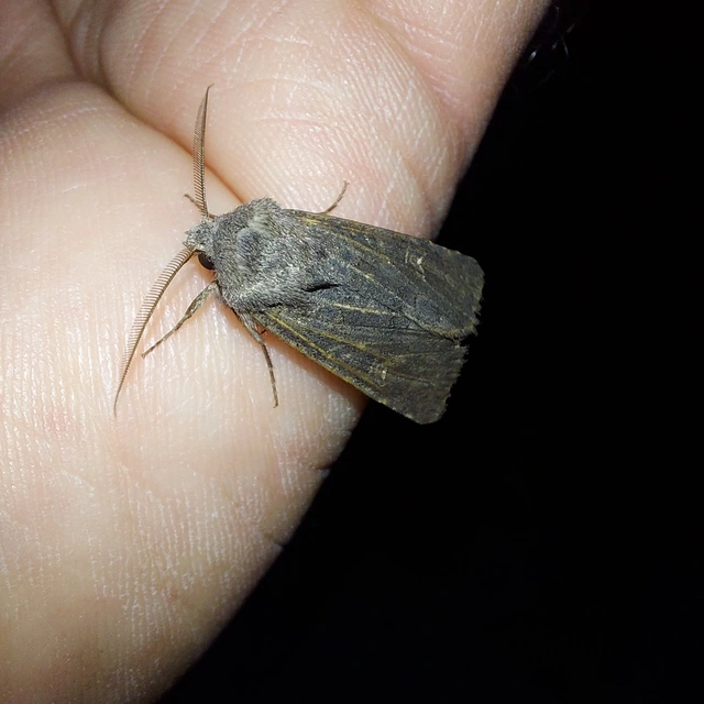 Aporophyla lutulenta - sziki őszibagoly