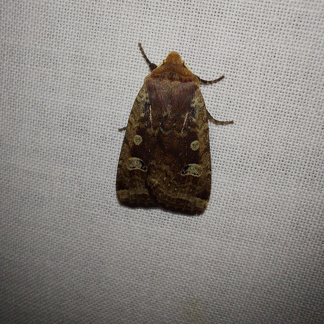 Conistra erythrocephala - vörösfejű őszibagoly