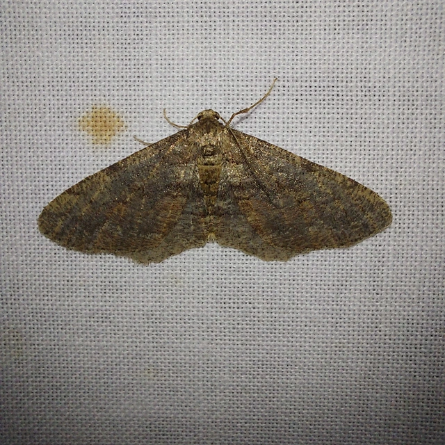 Agriopis bajaria - kökény-téliaraszoló