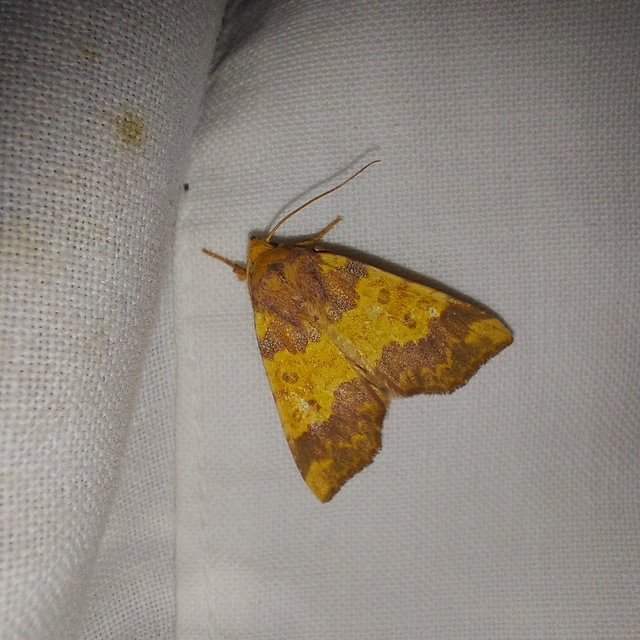 Tiliacea aurago - aranyló sárgabagoly