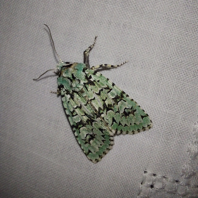 Griposia aprilina - őszi zöldbagoly