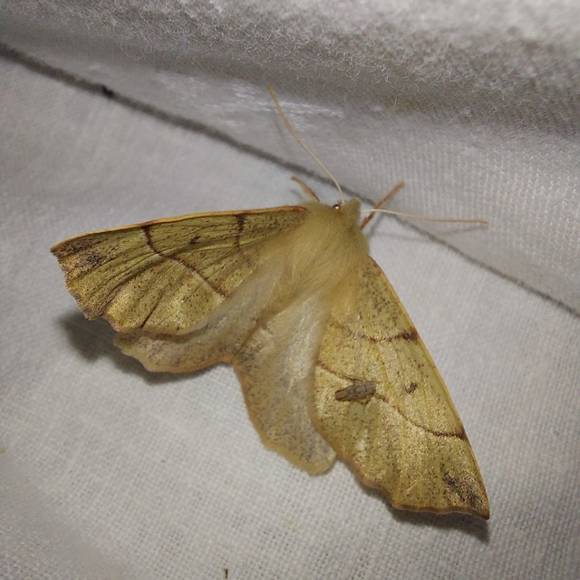 Colotois pennaria - tollascsápú araszoló