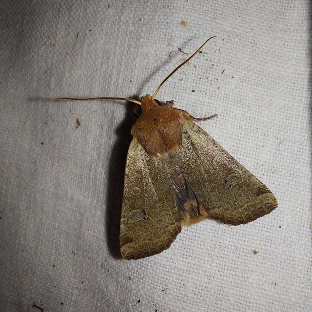 Conistra erythrocephala - vörösfejű őszibagoly