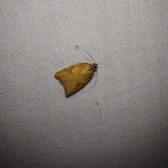 Acleris rhombana - cifra levélmoly
