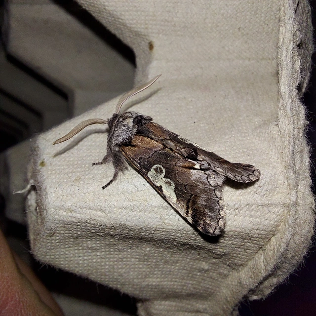 Diloba caeruleocephala - őszi kékesbagoly