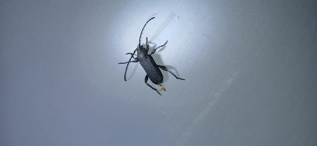 Ropalopus macropus - kis facincér Ropalopus macropus - kis facincér