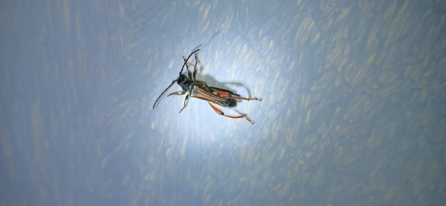 Stenopterus rufus - tarkacsápú keskenyfedőscincér
