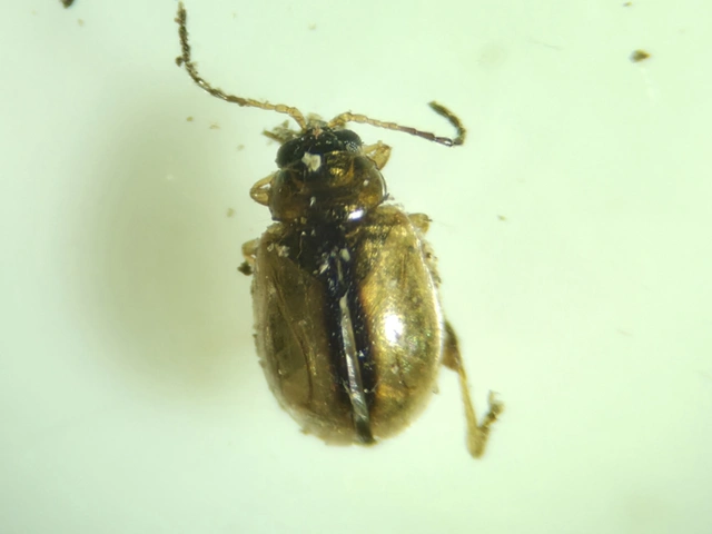Aphthona nigriceps - feketefejű gólyaorr-földibolha