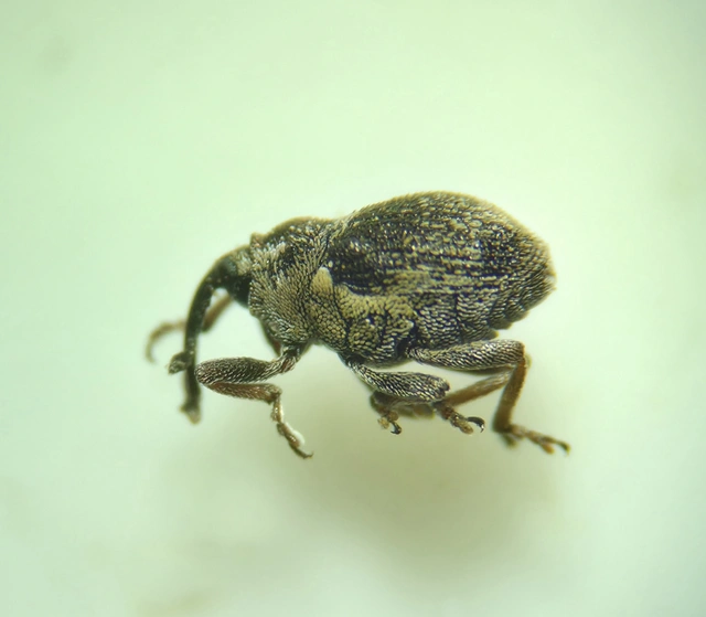 Oprohinus consputus - hamvas hagymaormányos