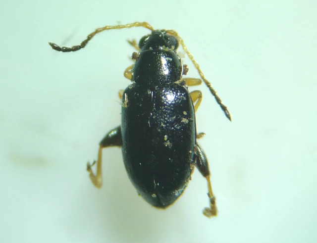 Aphthona