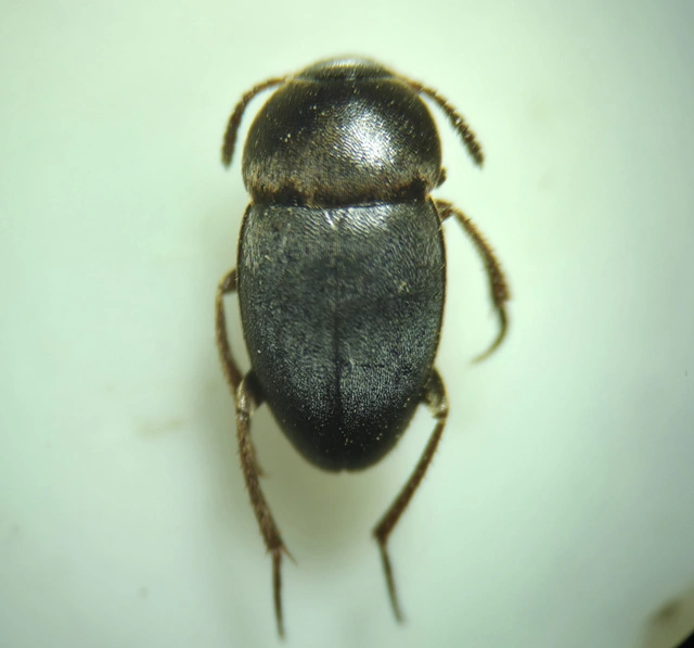 Leiodidae - pecebogárfélék Leiodidae - pecebogárfélék