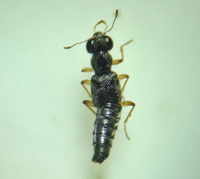Stenus ochropus - fényes szemesholyva
