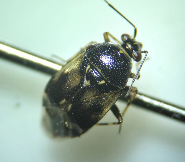 Deraeocoris