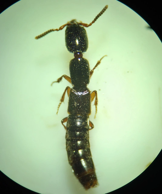 Xantholinus laevigatus - dunántúli rovátkásholyva