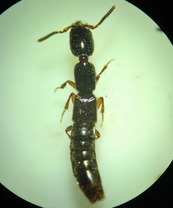 Xantholinus laevigatus - dunántúli rovátkásholyva