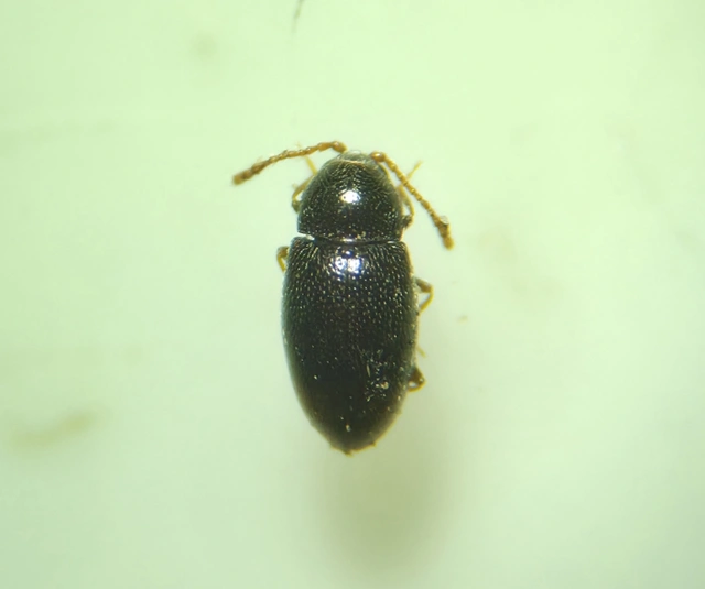 Cryptophagidae - penészbogárfélék