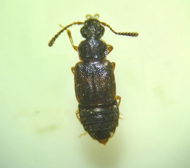 Omalium caesum - kis barázdásholyva Omalium caesum - kis barázdásholyva