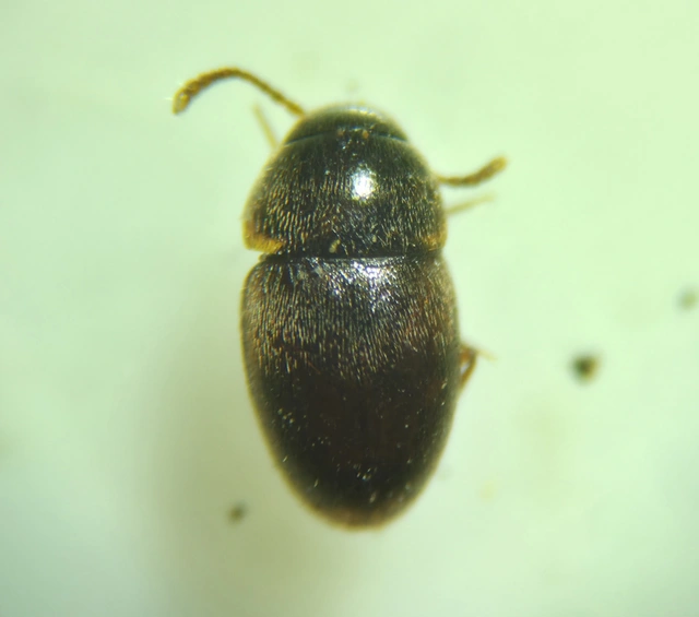 Leiodidae - pecebogárfélék Leiodidae - pecebogárfélék