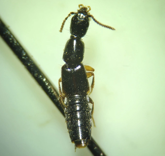 Othius laeviusculus - barna avarholyva