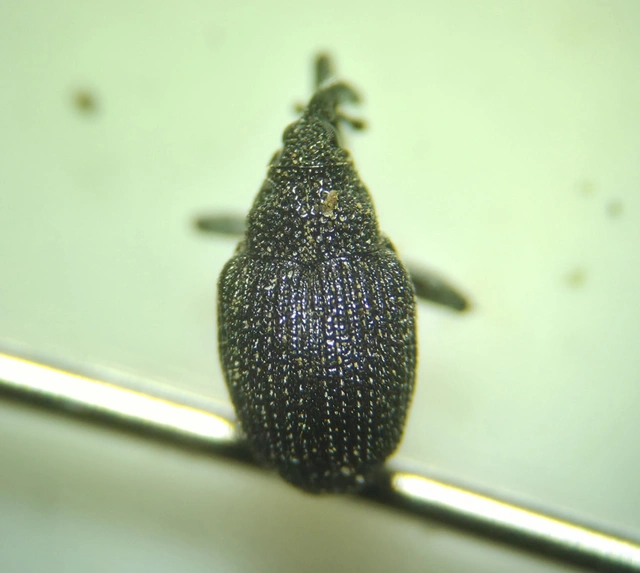 Ceutorhynchus talickyi - pusztai ceutormányos