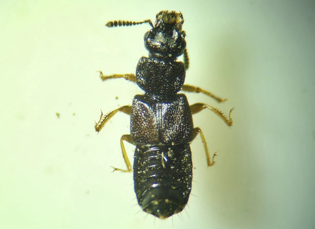 Anotylus Anotylus