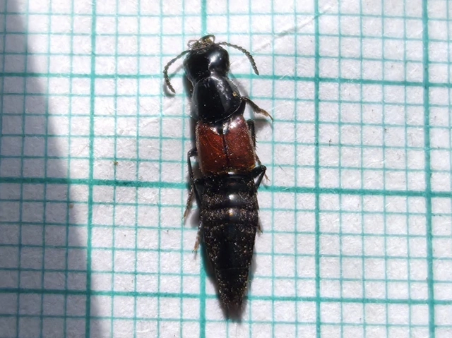 Quedius fulgidus - fényes mohaholyva
