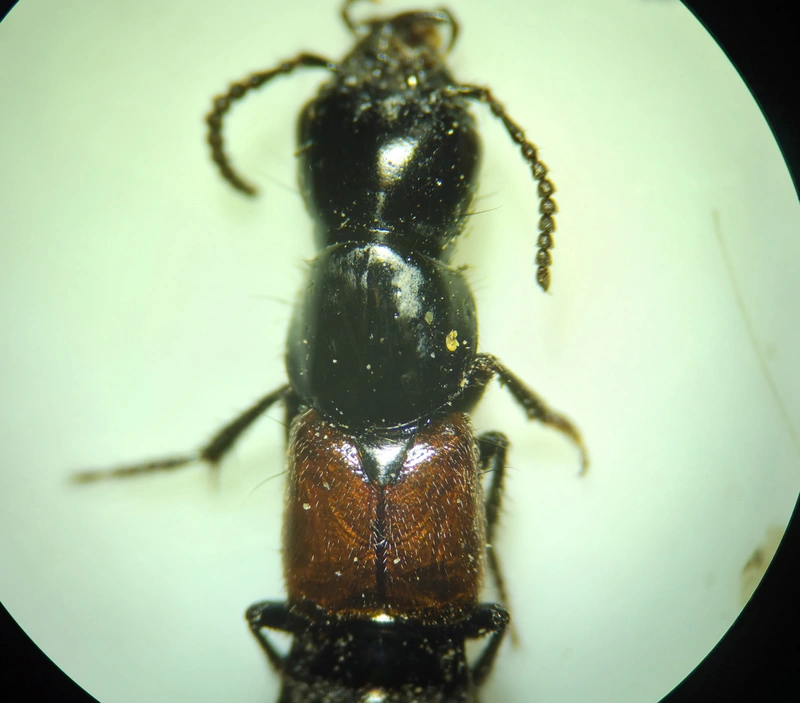 Quedius fulgidus - fényes mohaholyva