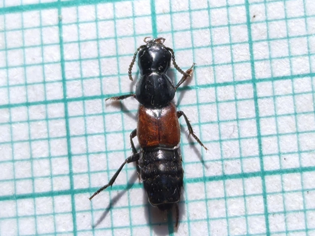 Quedius fulgidus - fényes mohaholyva