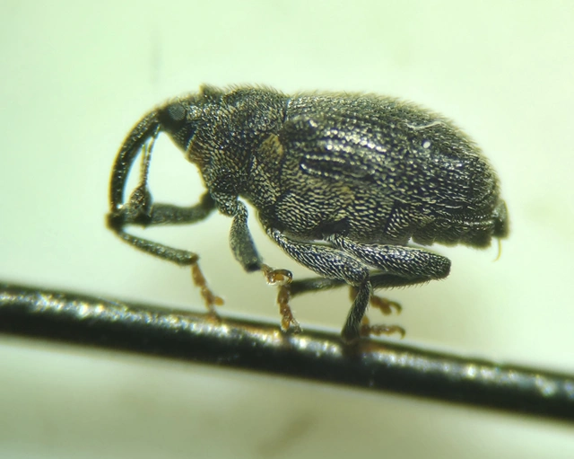 Ceutorhynchus picitarsis - fekete káposzta-ceutormányos